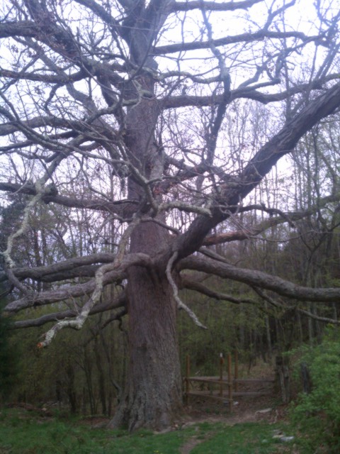 Kieffer Oak Tree 2